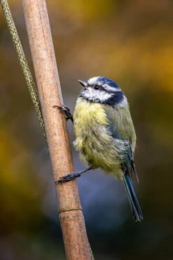 Terassitalo Kauppa -Terassitalo Kauppa BIRD SILO LIFESTYLE 19