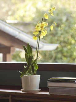 HAY Botanical Family Ruukku Ja Lautanen, M, Luonnonvalkoinen -Terassitalo Kauppa Botanical Family M off white