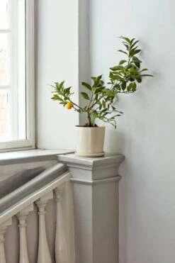 HAY Botanical Family Ruukku Ja Lautanen, XL, Luonnonvalkoinen -Terassitalo Kauppa Botanical Family off white 1