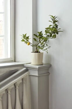 HAY Botanical Family Ruukku Ja Lautanen, L, Luonnonvalkoinen -Terassitalo Kauppa Botanical Family off white