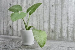 HAY Flowerpot Ruukku Ja Lautanen XL, Harmaa 8 HAY Flowerpot Ruukku Ja Lautanen XL, Harmaa -Terassitalo Kauppa Flower Pot grey