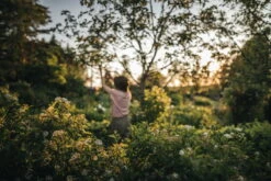 Fiskars X-Series Oksasakset L, P961 -Terassitalo Kauppa Gardening Action X Series Pruner Bypass P961 1057175 06