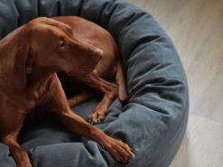 Matri Koiranpeti, L, Wooly, Grafiitti -Terassitalo Kauppa Unto Rautio 25 10 19 Matri 8187 web