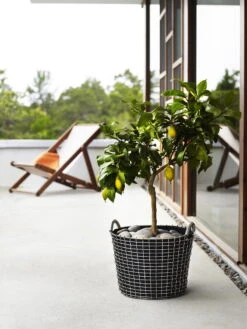 Korbo Istutuspussi 24, 3 Kpl -Terassitalo Kauppa korno Classic 24 planting bag tree